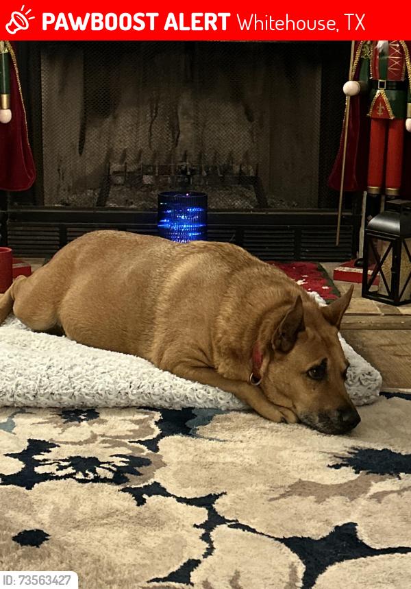 Lost Male Dog last seen Near Hagan, Whitehouse, TX 75791