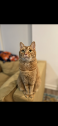 Lost Female Cat last seen 80th NW and 11th ave, Seattle, WA 98117