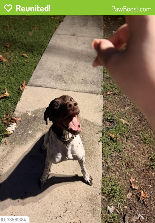 Reunited Male Dog last seen Pocket Road, Sugar Valley, GA 30746