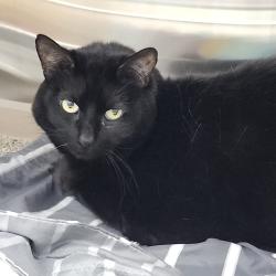 Shelter Stray Female Cat last seen , 3607 N Armenia Ave, Tampa, FL 33607, USA