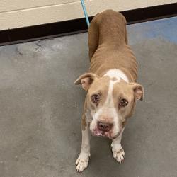Shelter Stray Female Dog last seen , 2350 Appling City Cove, Memphis, TN 38133, USA