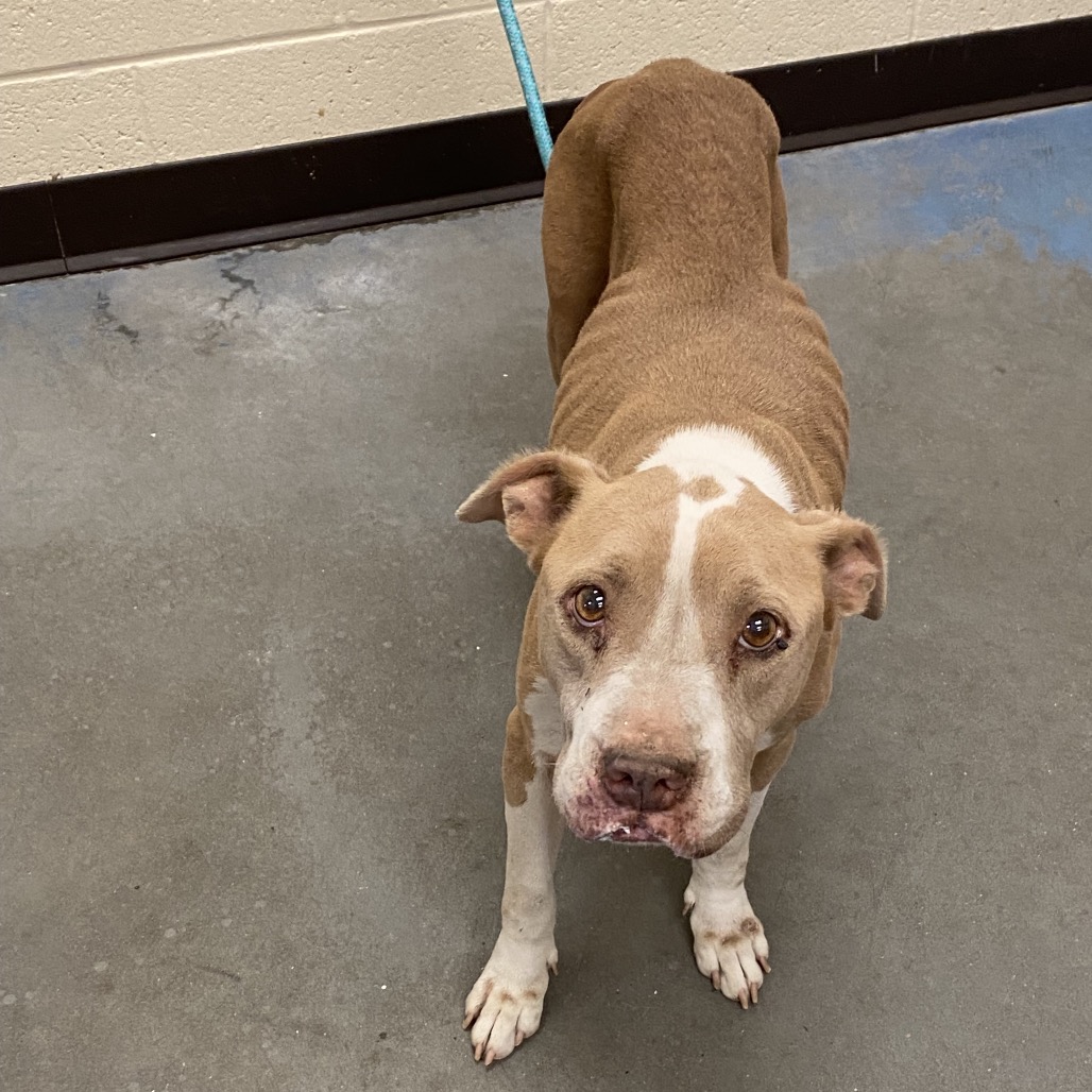 Shelter Stray Female Dog last seen , 2350 Appling City Cove, Memphis, TN 38133, USA