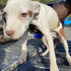 Shelter Stray Male Dog last seen , 2350 Appling City Cove, Memphis, TN 38133, USA