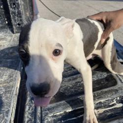 Shelter Stray Female Dog last seen , 2350 Appling City Cove, Memphis, TN 38133, USA