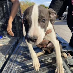 Shelter Stray Male Dog last seen , 2350 Appling City Cove, Memphis, TN 38133, USA