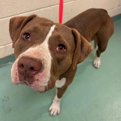 Shelter Stray Female Dog last seen , 2350 Appling City Cove, Memphis, TN 38133, USA
