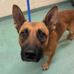 Shelter Stray Male Dog last seen , 2350 Appling City Cove, Memphis, TN 38133, USA