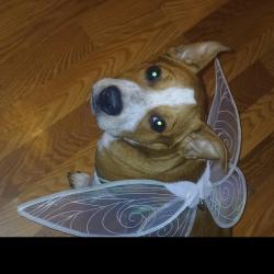 Lost Male Dog last seen Calmont Ave and lerado dr, Fort Worth, TX 76116