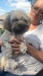 Reunited Female Dog last seen Glen knoll dr and Cromwell marine creek, Fort Worth, TX 76179