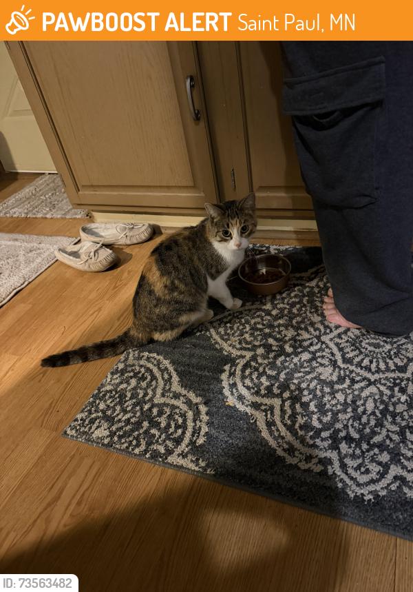 Found/Stray Female Cat last seen Maryland, Saint Paul, MN 55106