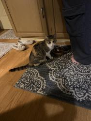 Found/Stray Female Cat last seen Maryland, Saint Paul, MN 55106