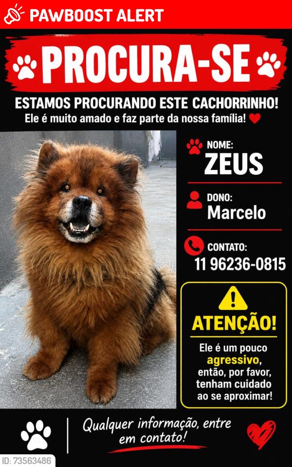 Lost Male Cat last seen Rua Flor de lótus 874, Parque das Flores, SP 08391-590