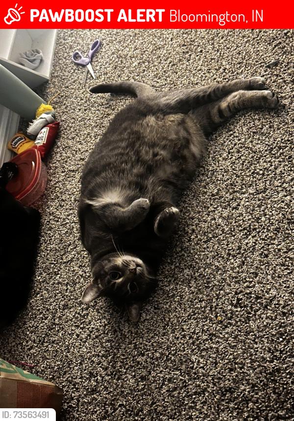 Lost Female Cat last seen Solspatan, Bloomington, IN 47404