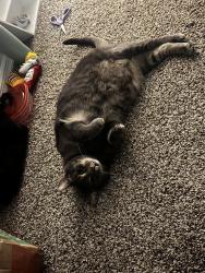 Lost Female Cat last seen Solspatan, Bloomington, IN 47404