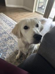 Reunited Female Dog last seen Abbey Dr, Dade City, FL 33525