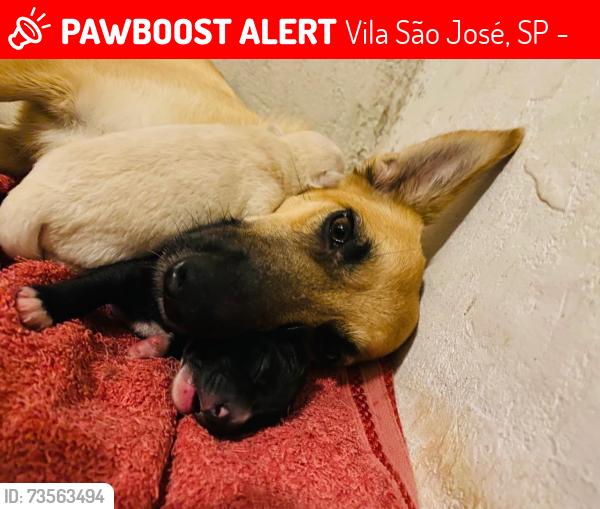 Lost Female Dog last seen Rua Claro José da motta vila São jose, Vila São José, SP 12070-380