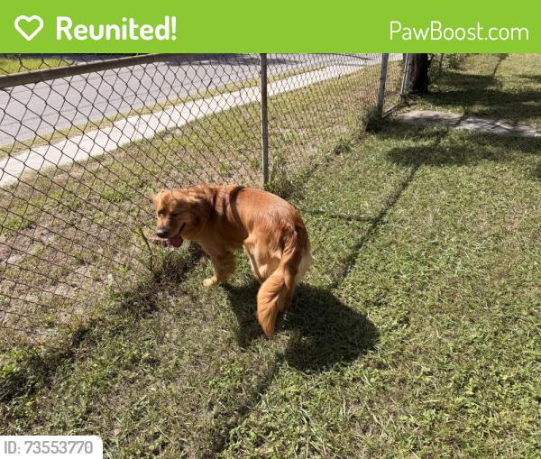 Reunited Male Dog last seen N Arden Ave and 109th, Tampa, FL 33602