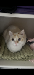 Reunited Female Cat last seen Liberty Street, Grove City, OH 43123