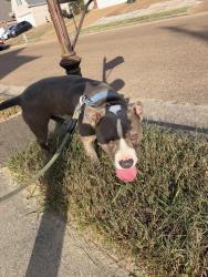 Found/Stray Male Dog last seen Beaver trail, Memphis, TN 38016