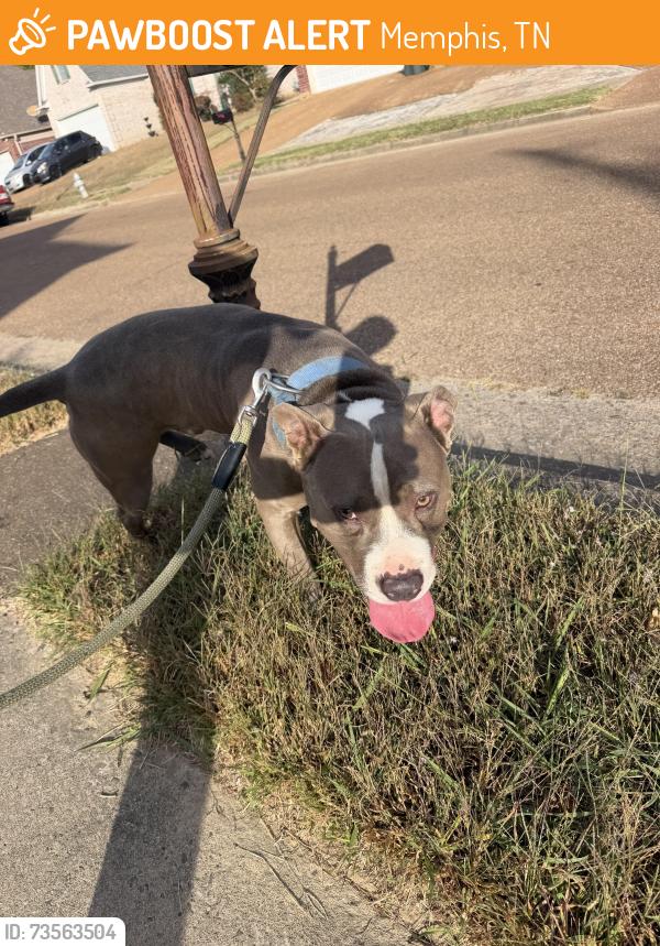 Found/Stray Male Dog last seen Beaver trail, Memphis, TN 38016
