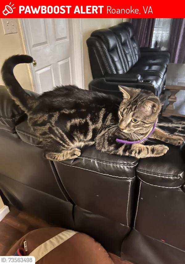 Lost Male Cat last seen Fairfax Avenue/ Melrose, Roanoke, VA 24017