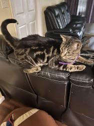 Lost Male Cat last seen Fairfax Avenue/ Melrose, Roanoke, VA 24017