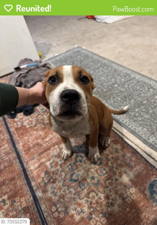 Reunited Male Dog last seen Spruce road eagle lake, Eagle Lake, FL 33839