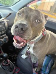 Found/Stray Male Dog last seen Us19, Holiday, FL 34690