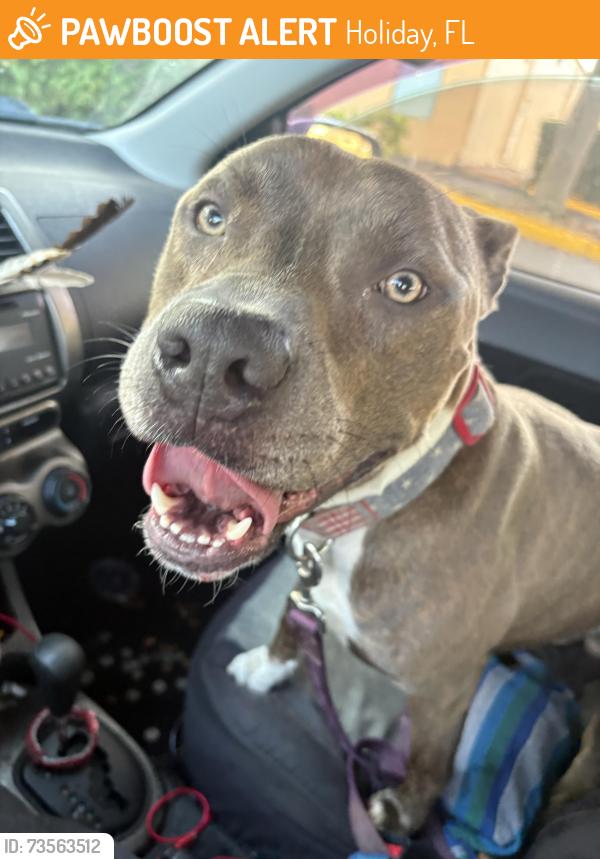 Found/Stray Male Dog last seen Us19, Holiday, FL 34690