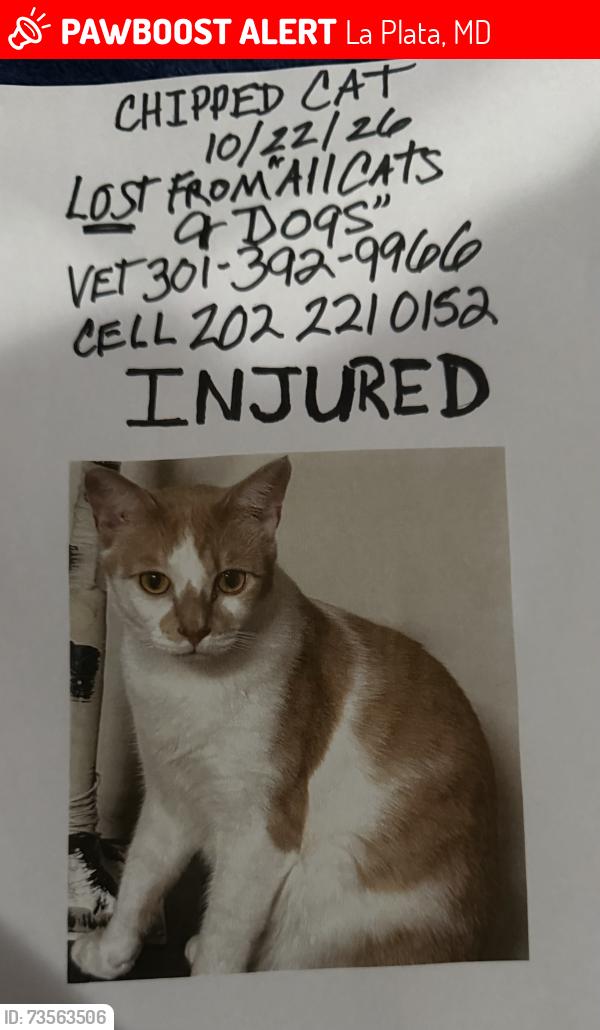 Lost Male Cat last seen All Cats and Dogs, La Plata, MD 20646