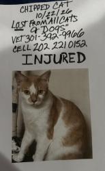 Lost Male Cat last seen All Cats and Dogs, La Plata, MD 20646