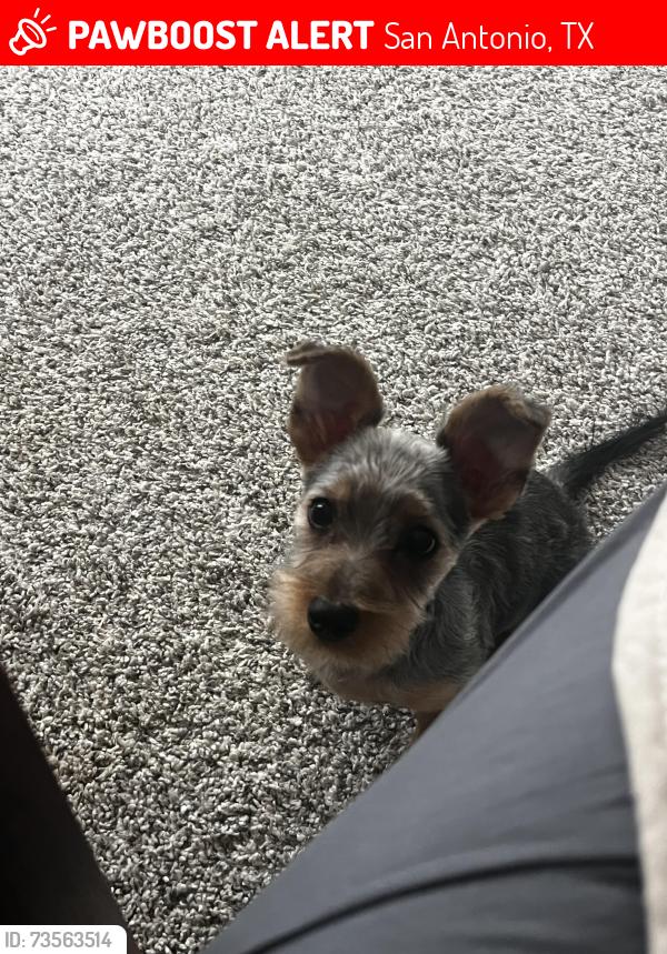 Lost Male Dog last seen HEB, San Antonio, TX 78247