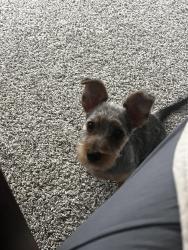 Lost Male Dog last seen HEB, San Antonio, TX 78247