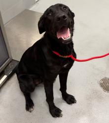 Shelter Stray Male Dog last seen Midwest City, 8485 E Reno Ave, Midwest City, OK 73110, USA