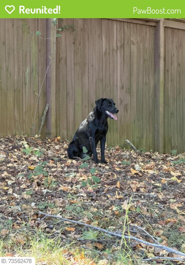 Reunited Unknown Dog last seen Tanyard, Sandy flt, Darby Rd., Greenville County, SC 29609