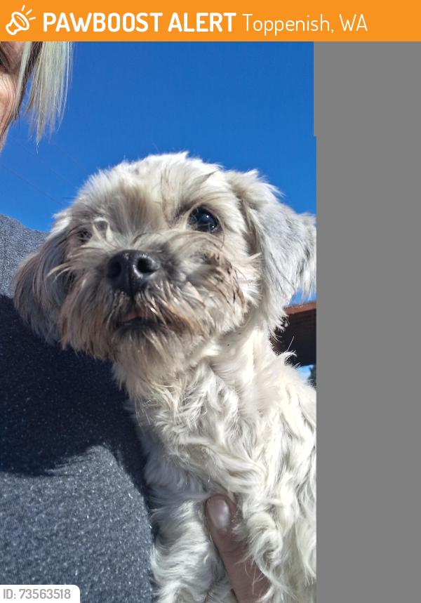 Found/Stray Female Dog last seen 2nd and Toppenish Ave., Toppenish, WA 98948