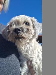 Found/Stray Female Dog last seen 2nd and Toppenish Ave., Toppenish, WA 98948