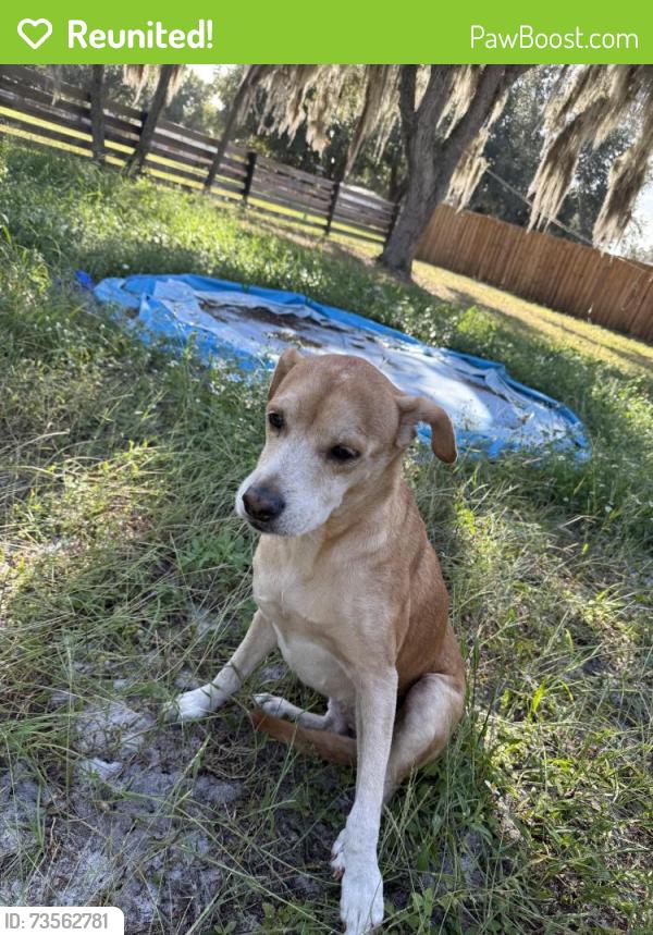 Reunited Female Dog last seen Near Red Fox Dr, Winter Haven, FL 33884, USA, Winter Haven, FL 33884