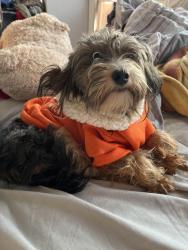 Reunited Male Dog last seen Howard st, New Haven, CT 06510