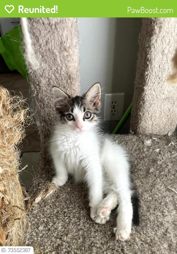 Reunited Female Cat last seen In Crawford Oaks Division on Timber Hills Way, Oakwood, GA 30566