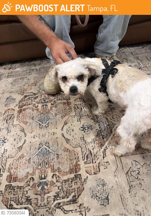 Found/Stray Male Dog last seen Near 22nd st coffee, Tampa, FL 33605