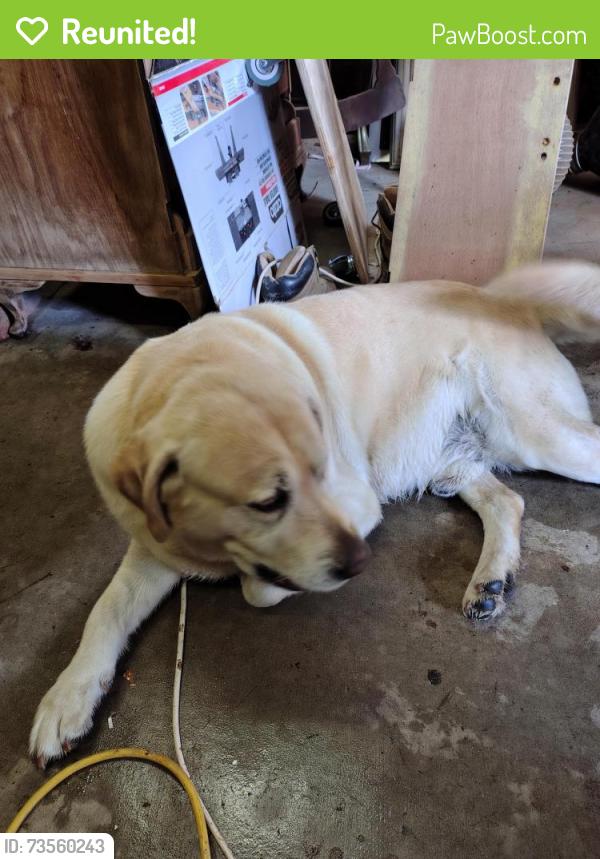 Reunited Male Dog last seen Horizon Drive, Westlake, QLD 4074