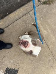 Shelter Stray Male Dog last seen Near BLOCK SW 59TH ST, OKLAHOMA CITY OK 73119, 2811 SE 29th St, Oklahoma City, OK 73129, USA