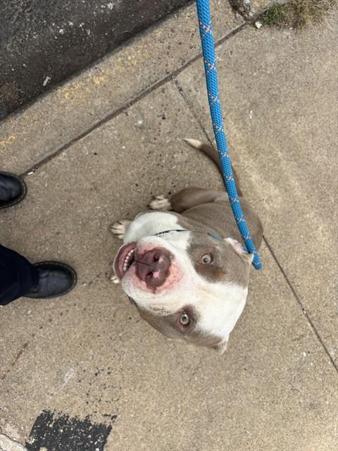 Shelter Stray Male Dog last seen Near BLOCK SW 59TH ST, OKLAHOMA CITY OK 73119, 2811 SE 29th St, Oklahoma City, OK 73129, USA
