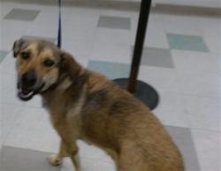 Shelter Stray Unknown Dog last seen Near BLOCK SE 41ST, 2811 SE 29th St, Oklahoma City, OK 73129, USA
