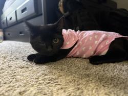 Reunited Female Cat last seen mustang canyon drive, Galloway, OH 43119