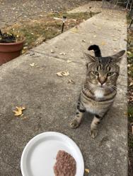 Found/Stray Unknown Cat last seen Grange Hall Road & Dayton Xenia Road area, Beavercreek, OH 45434