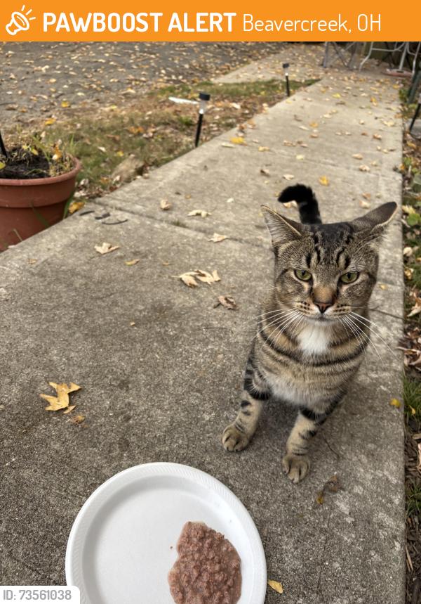 Found/Stray Unknown Cat last seen Grange Hall Road & Dayton Xenia Road area, Beavercreek, OH 45434