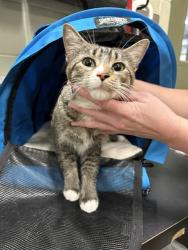 Shelter Stray Female Cat last seen Near BLOCK BLOOMINGTON AVE, MINNEAPOLIS MN 55407, 212 17th Ave N, Minneapolis, MN 55411, USA