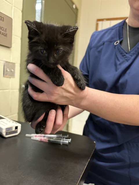 Shelter Stray Female Cat last seen Near BLOCK BLOOMINGTON AVE, MINNEAPOLIS MN 55407, 212 17th Ave N, Minneapolis, MN 55411, USA